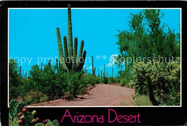 Kakteen Arizona Desert Prickly Pear Cactus Chol