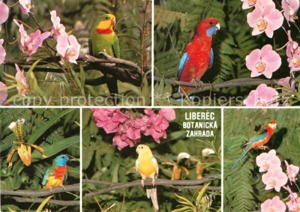 Voegel Liberec Botanicka Zahrada Papousek nadh