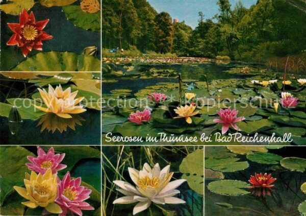 Blumen Seerosen Thumsee Seemösl Bad Reichenhal