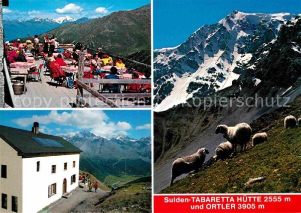 Sulden Solda Tabaretta Hütte Terrasse Bergschafe