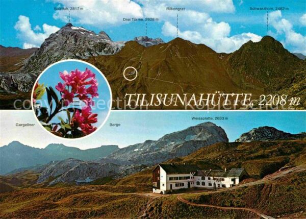 Tilisunahuette Panorama Rätikon Montafon Alpenflora