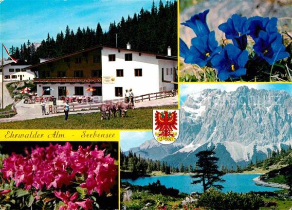 Ehrwald Tirol Alm Seebensee Enzian