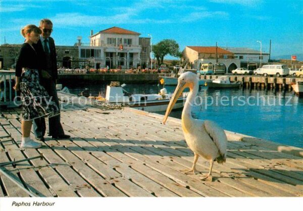 Paphos Harbour Pelikan