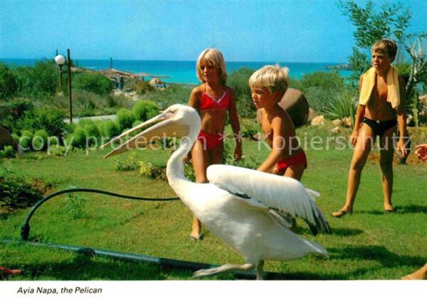 Ayia Napa Agia Napa Pelican und KInder