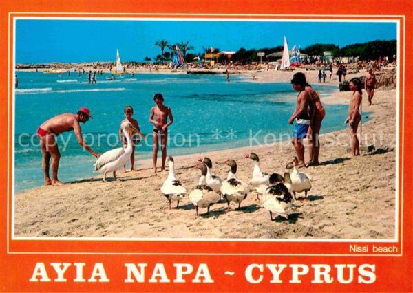 Ayia Napa Agia Napa Strand Pelikan Gänse
