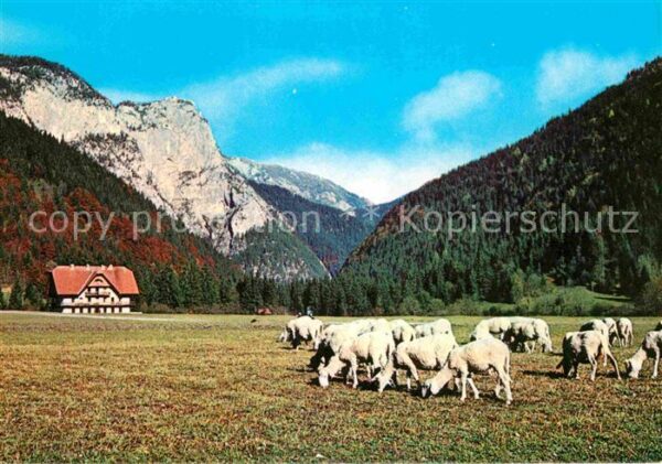 Dolina Logarska Schafe