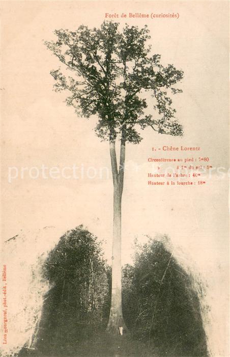 Belleme 61 Foret de Belleme - Chene Lorentz