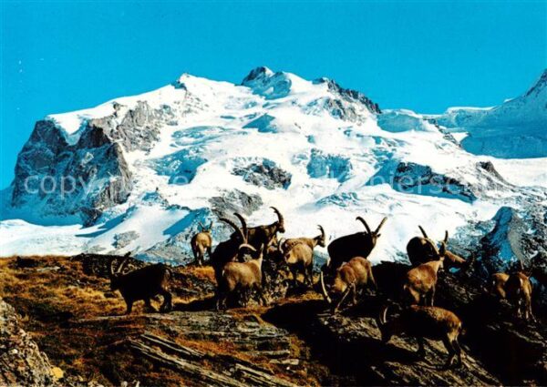 Monte-Rosa Le Mont Rose 4612m VS Steinwild Bouquetins