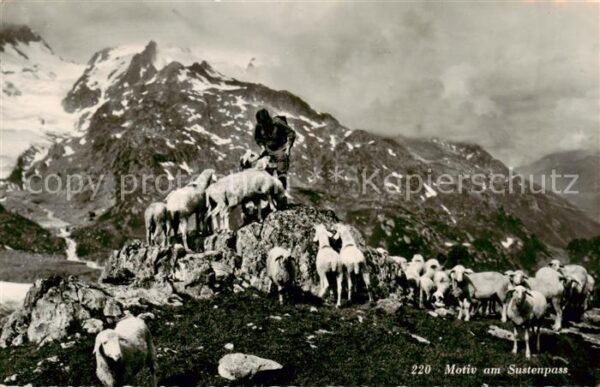 Sustenpass 2262m BE Schäfer mit Herde