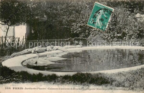 Paris 75 Jardin des Plantes Caimans a mouseau de