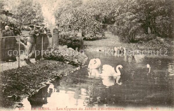 Le Mans Sarthe Les Cygnes du Jardin d_Horticulture