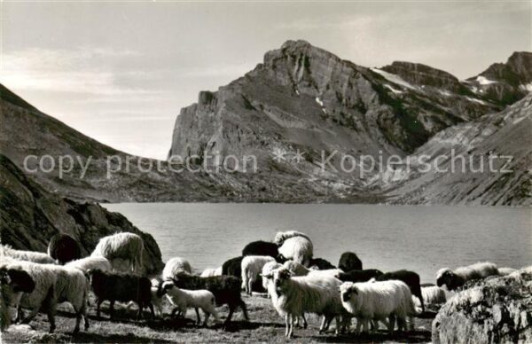 Daubensee Gemmipass VS Kandersteg Leukerbad Daubenhorn Schafhe
