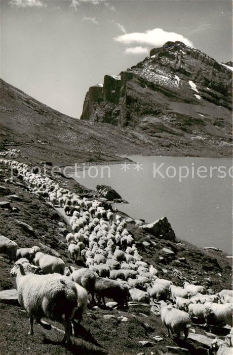 Daubensee Gemmipass VS Schafherde Daubenhorn