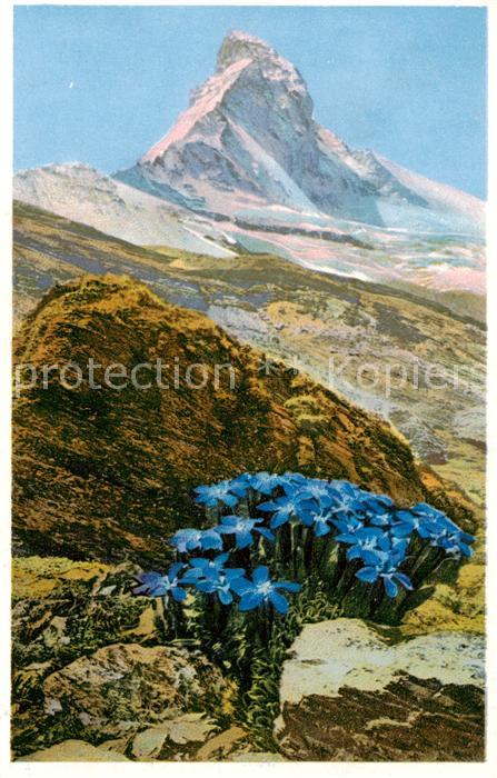 Zermatt VS Gentiana bavarica Bayrischer Enzian am