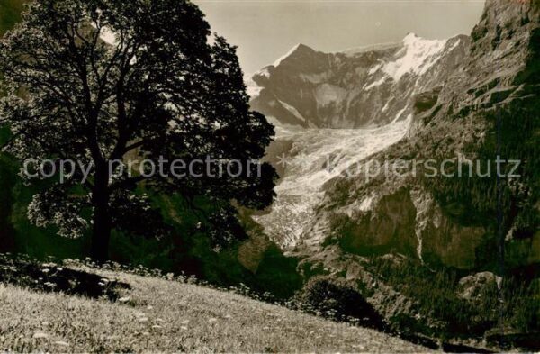 Grindelwald Berg Ahorn mit Fiescherhörner