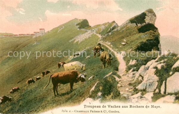 Rochers de Naye Troupeau de Vaches
