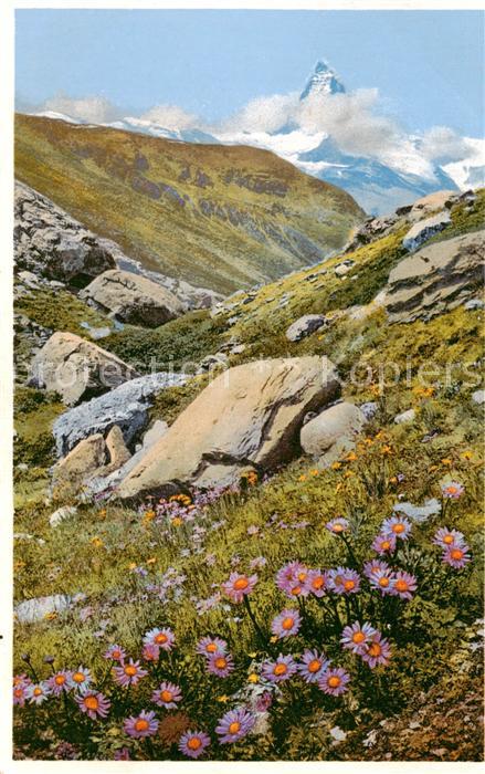 Zermatt VS Fluhalp mit Aster alpinus