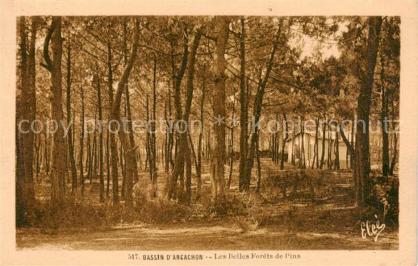 Bassin d Arcachon Le belles forêts de pins