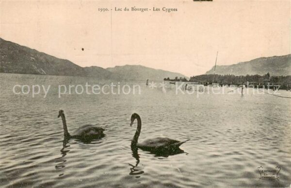 Lac du Bourget 73-du-Lac Savoie Le Les Cygnes