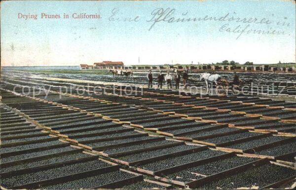 Ernte Landwirtschaft Drying Prunes California Pflaumen dörre