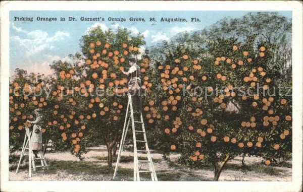 Orangen Oranges Picking Oranges Dr. Garnett's Orange Gr