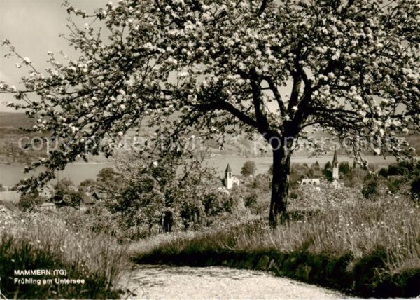 Mammern am Untersee im Frühling