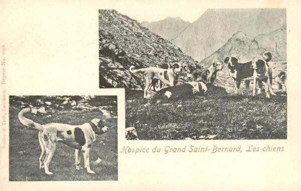 Grand-Saint-Bernard VS Hospice du Grand Saint Bernard Les chie