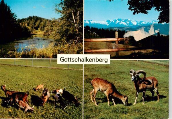 Gottschalkenberg ZG Weiher Glärnisch Zwergziegen Moufflon