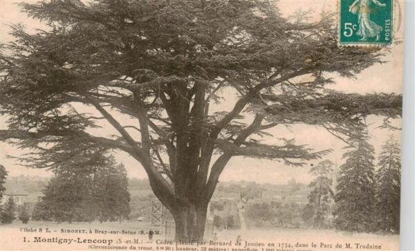 Montigny 77-Lencoup Seine-et-Marne Cedre plante par Bernard de Jussieu en