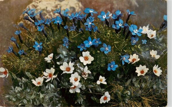 Weggis Vierwaldstaettersee Gentiana brachyphylla Dryas octopetala