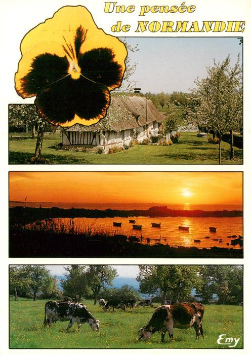 Normandie Region 76 Affectueuse pensee de Normandie