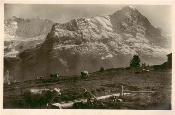 Grindelwald BE Alp Nothalden mit Eiger und Viescherhör