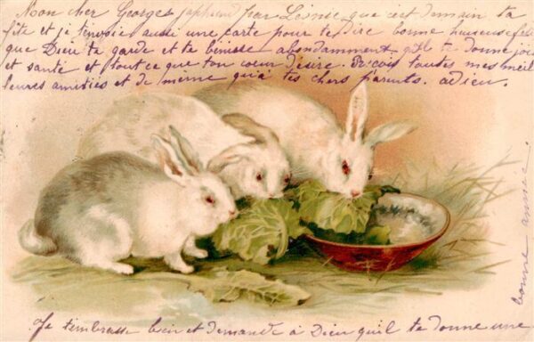Ostern Easter Paques Pasqua Hasen Salat