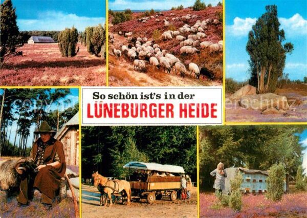 Lueneburger Heide Panorama Schafherde Schäfer Pferdewagen