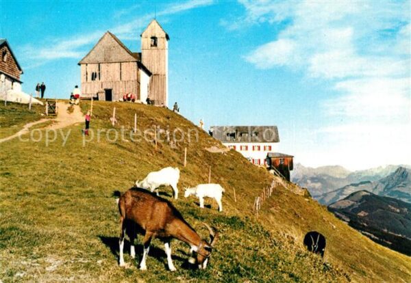 Hohe Salve Gipfel Ziegen