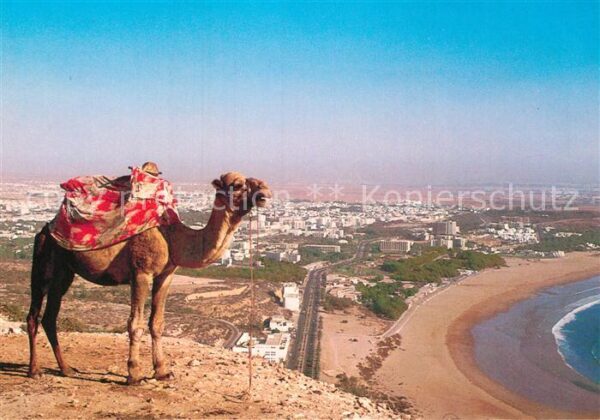 Kamel  Camel Chameau Agadir Baie