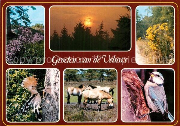 Voegel Pferde Veluwe