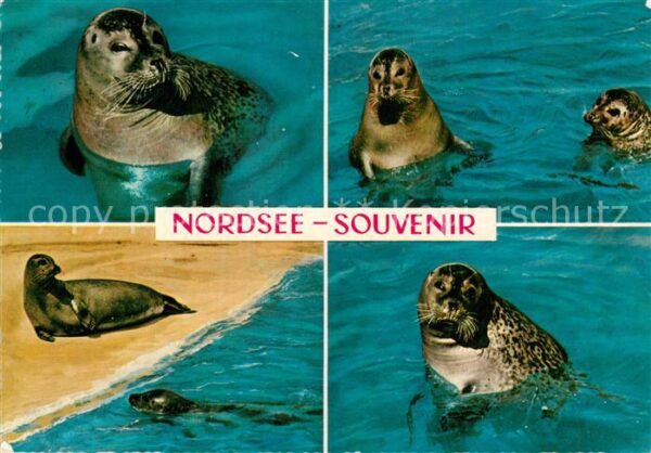 Seehunde Robben Nordsee