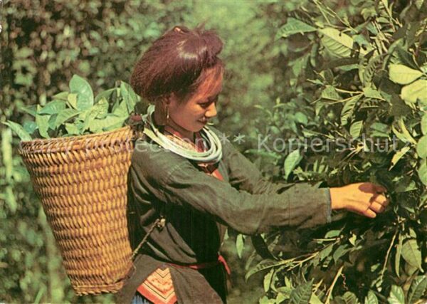 Ernte Landwirtschaft Picking Tea-Buds Vietnam