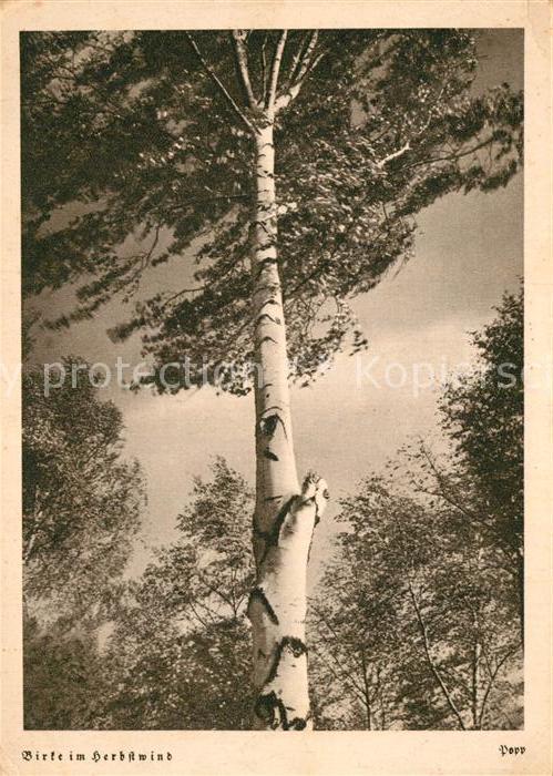 Foto Popp Nr. 1506 Birke im Herbstwind