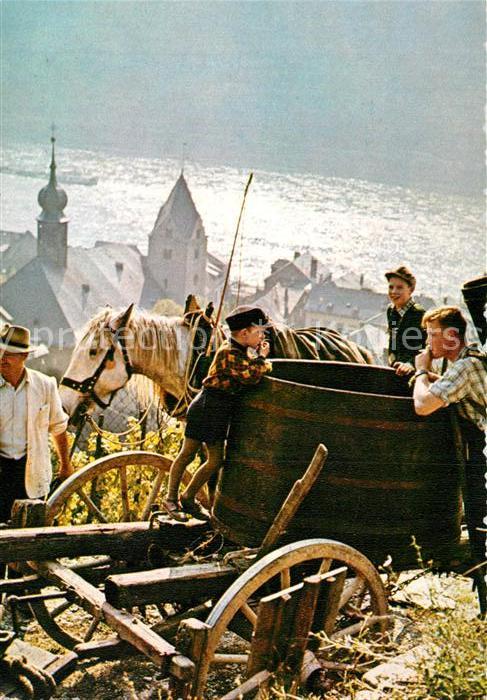 Ernte Landwirtschaft Weinlese Kaub Rhein