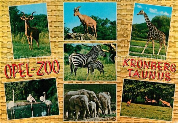 Kronberg Taunus Opel Zoo Gemsen Zebras Giraffe Flamingo