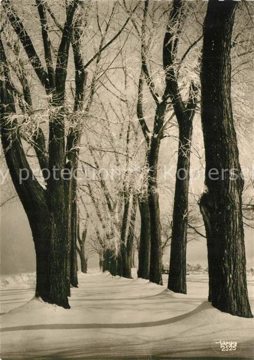 Foto Popp Nr. 2525 Bäume Schnee Winter