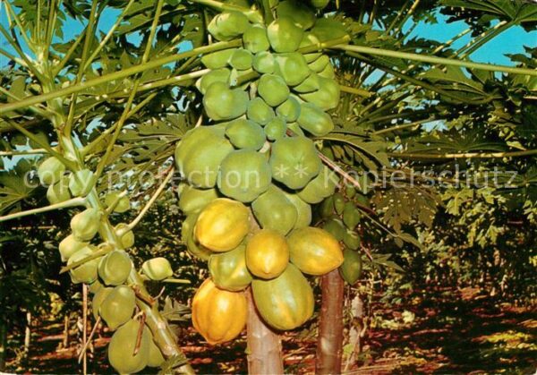 Baeume Trees Pawpaw Tree Australia