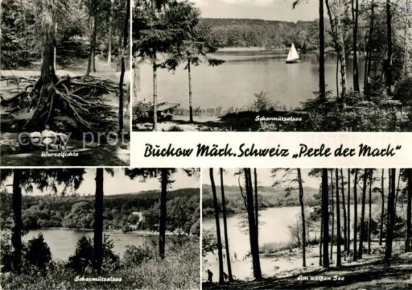 Buckow Maerkische Schweiz Wurzelfichte Scharmützelsee Am Weissen