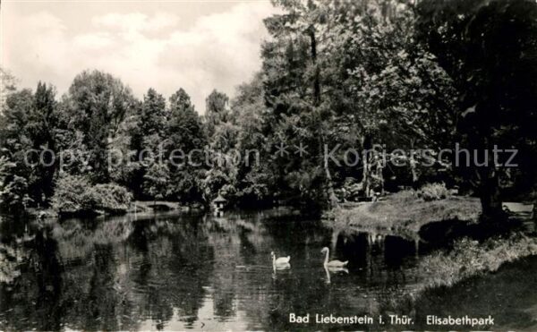 Liebenstein Bad Elisabethpark Schwäne