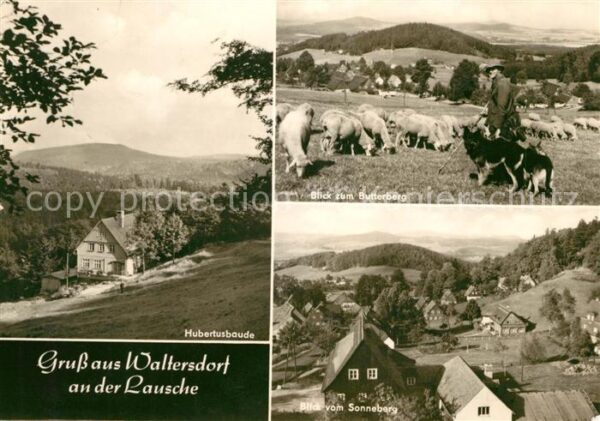 Waltersdorf Sachsen Hubertusbaude Butterberg Schafherde Son