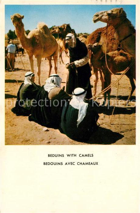 Kamel  Camel Chameau Beduins with Camels