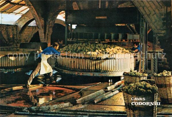 Cavas Codorniu Prensado de la uva