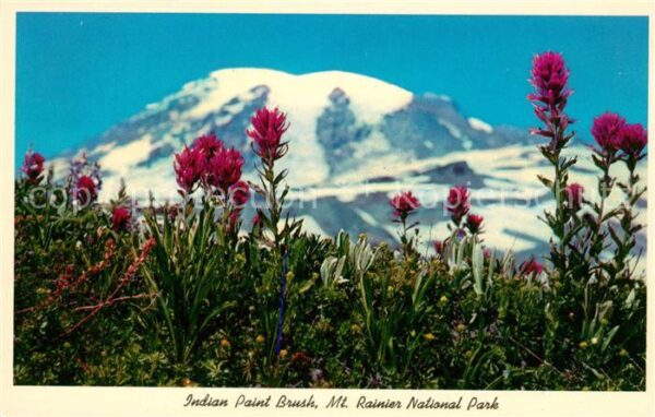 Washington DC Mt Rainier National Park Indian Paint B